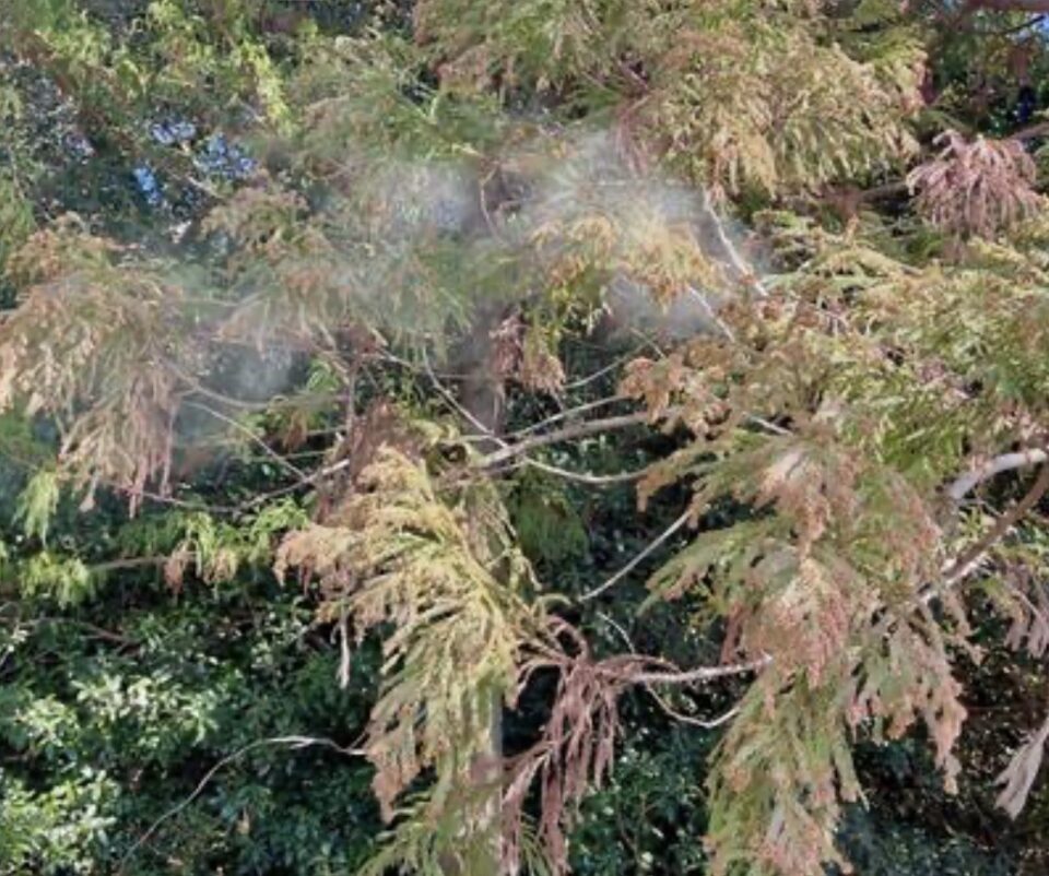 これからの時期の大敵、花粉